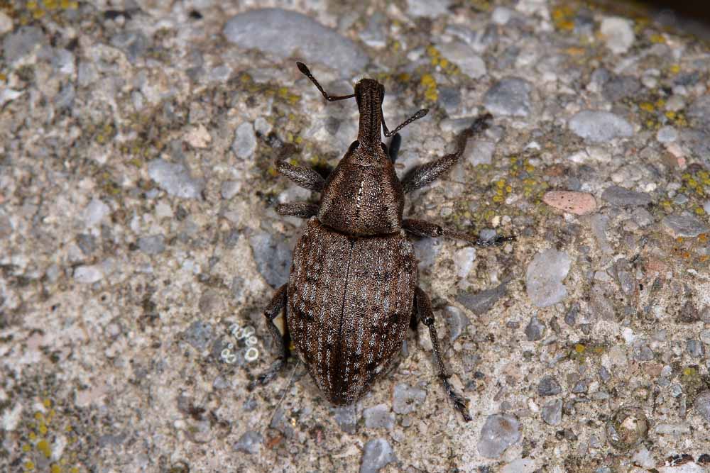 Curculionidae:  Lepyrus capucinus